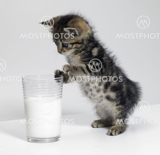 kitten looking at a glass of milk