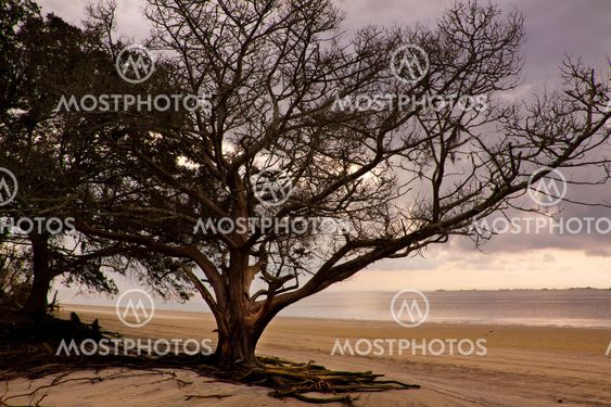 Cedar on the Beach