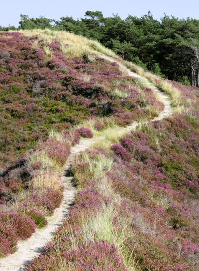 Heather landscape in Denmark
