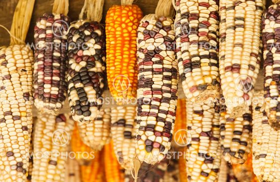 Beautiful ear of corn