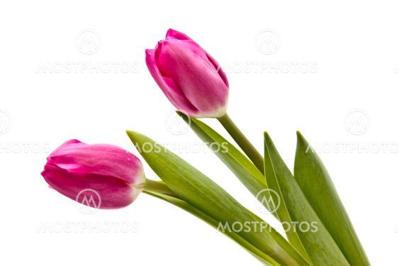Pink tulips