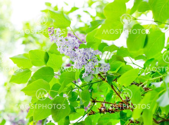 Close up of lilac branches