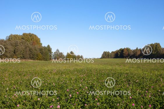 Clover field