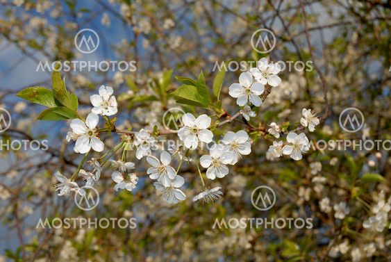 Cherry Blossoms