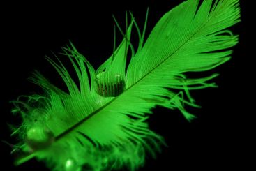 Macro of a waterdrop on a feather