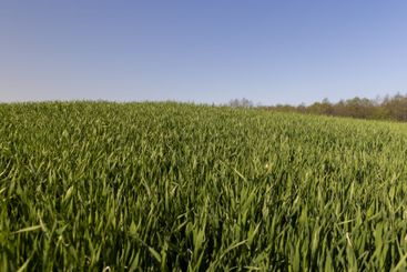 a green wheat field in the spring season