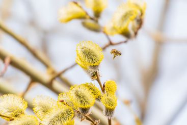 Nature awakes in spring. Blooming willow twigs and furry...