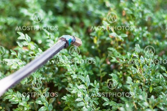 sprayer and boxtree after pesticide treatment