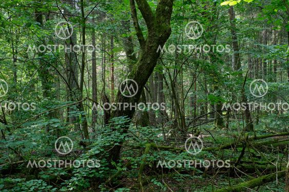 Shady deciduous tree stand with old hornbeam tree