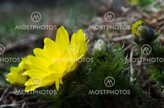 Bright yellow flower