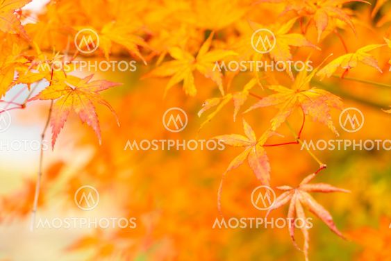 Beautiful Colorful Autumn Leaves