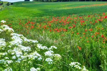 Wheat field, nature and plants for agriculture, poppies...