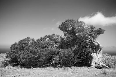 old wind shaped juniper tree, El Hierro, black and white