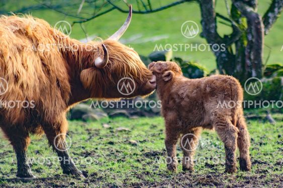 Highland Cattle cow and calf - Silvertid