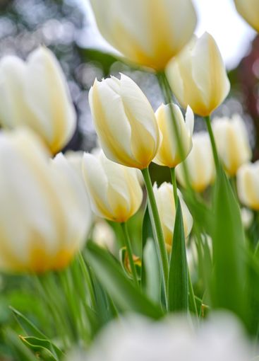 Tulips, plants and garden closeup with flowers for bush,...