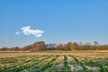 Nature, field and farm with trees for growth,...
