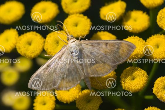 moth