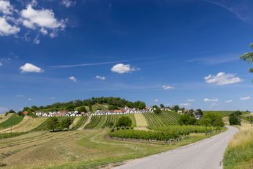 Traditional wine cellars with vineyard in Galgenberg...