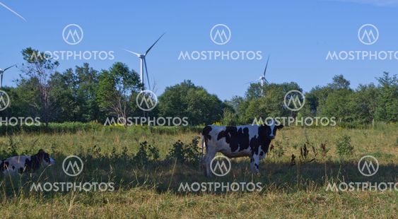Cow Power