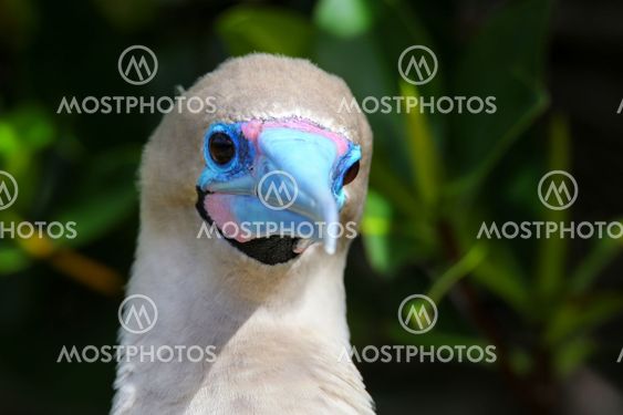 Portrait of Red-footed Booby (Sula sula)