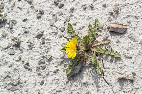 dandelion plant in arid ambiance