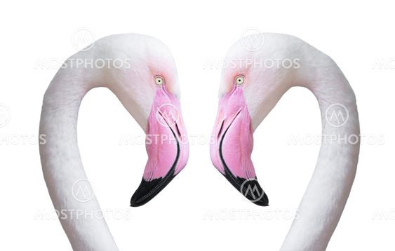 two flamingo head