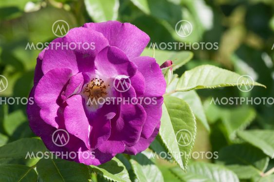 Violete rose