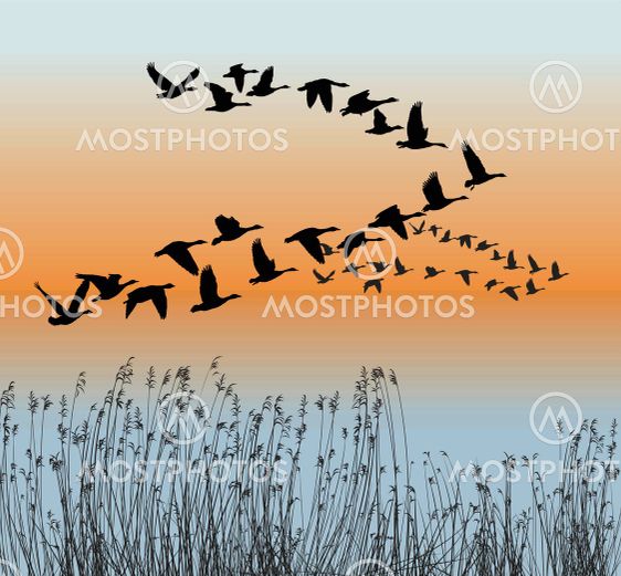 Spring goose migration
