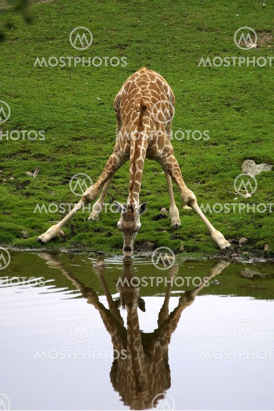 Giraff