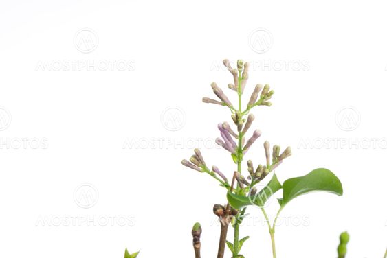 purple miss kim lilac buds on a branch