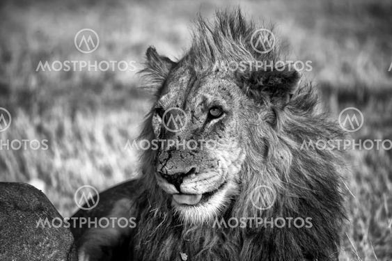 white and black lion in etosha national park namibia