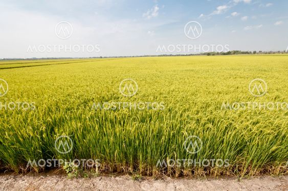 Green rice fields