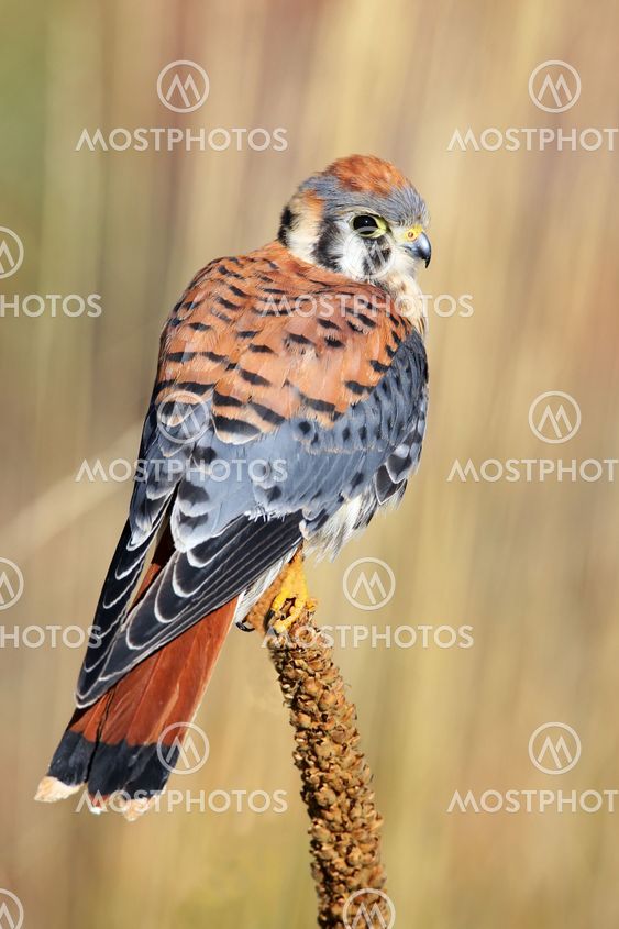 American kestrel sitting on a mullein