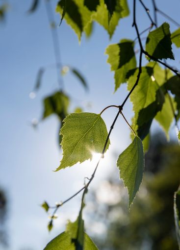 birch foliage in the spring season