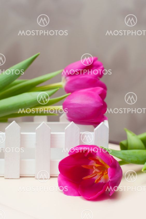 Three violet tulip and little decorative white fence