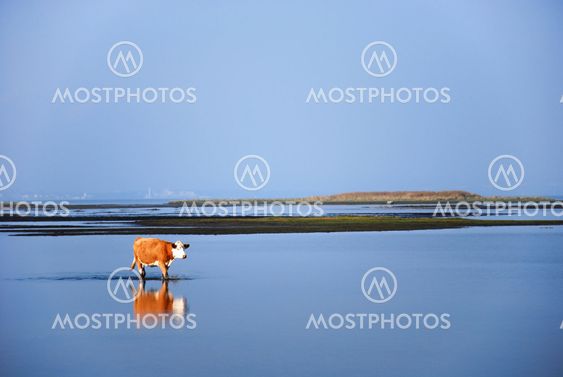 Calm water with walking cow