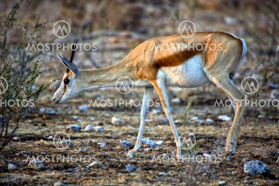 a sprinbok in Etosha National Park Namibia