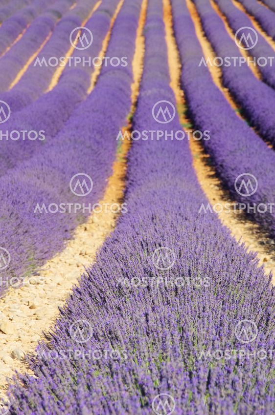 Lavendelfeld - lavender field 102