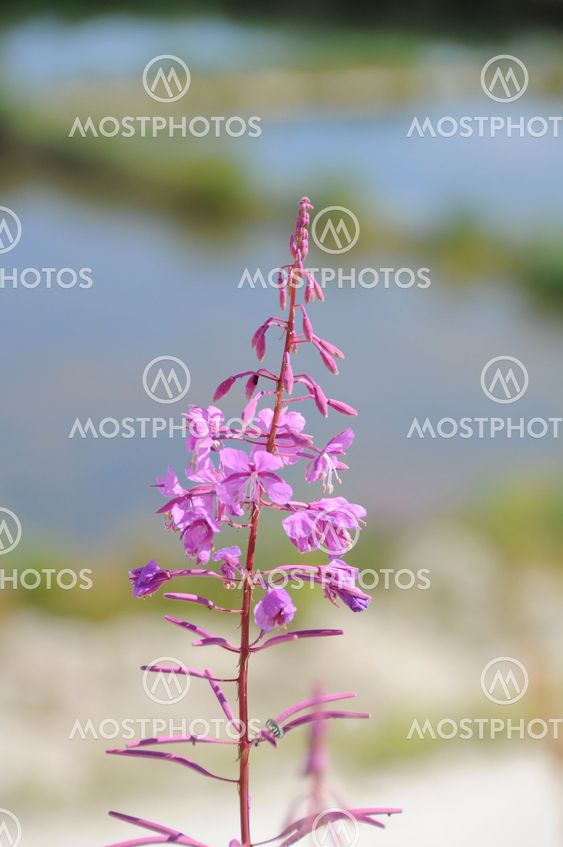 Flower 4