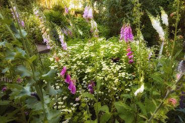 Flowers, plants and garden with bush for summer, zen and...