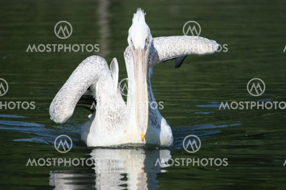 Dalmatian Pelican