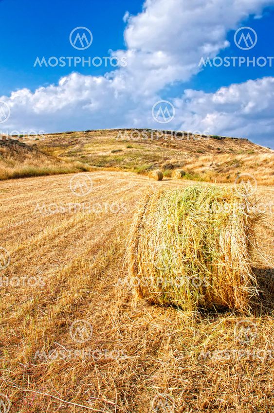 Fields of Fun