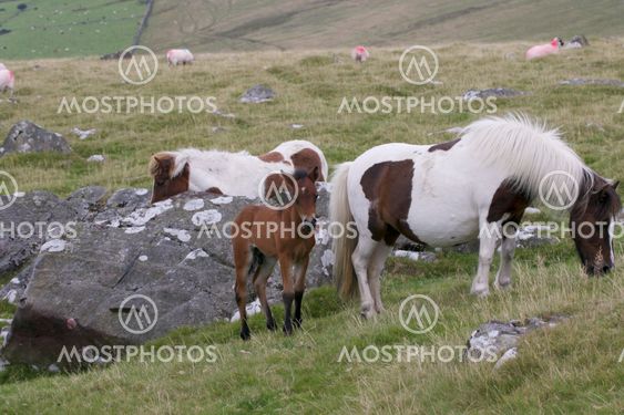 Dartmoor Mare with Foal