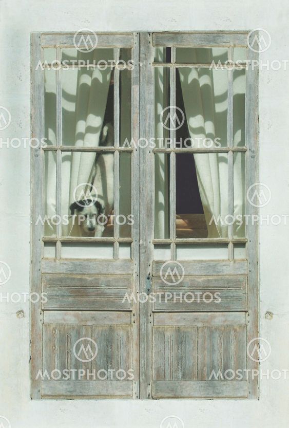 dog at french doors