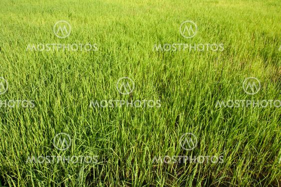 Seedlings of rice growing in paddy fields with water
