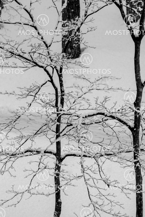 Snow covered winter trees with no leaves