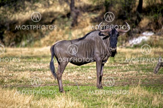 blue wildebeest at Daan Viljoen Game Park Namibia