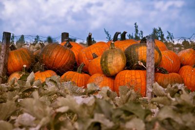 Pumkins in Osterlen Skane Sweden