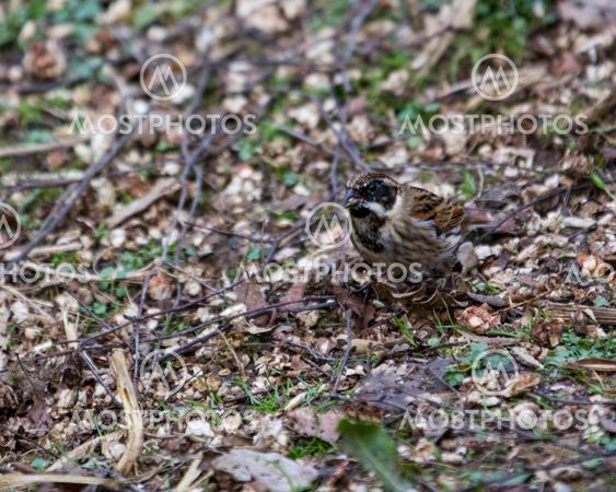 Reed bunting feeding on the ground