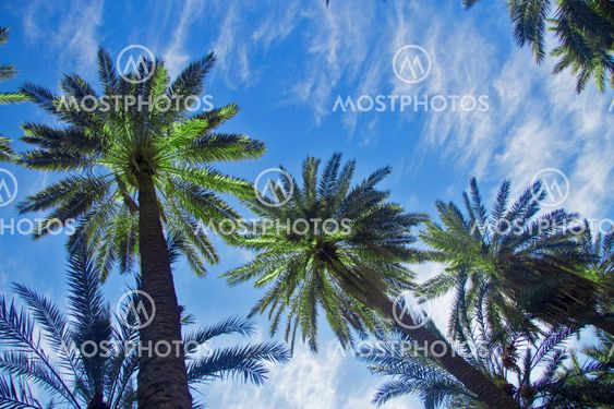 Date palm trees against blue sky with white clouds